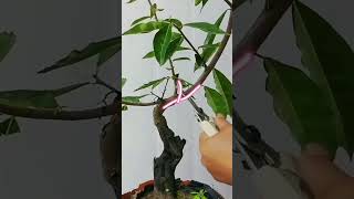 renovation bonsai bonsai nature [upl. by Carboni]