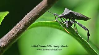 LEAFFOOTED BUG Acanthocephala terminalis feeding [upl. by Katrinka]