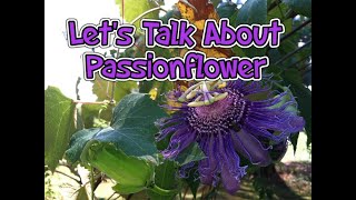 Lets Talk About Passionflower Medicinal Herb [upl. by Biancha687]