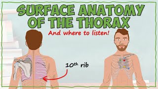 Surface Anatomy of the Thorax [upl. by Zabrine46]