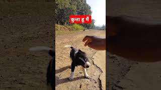 Ek kutta hu mai  song on dogs [upl. by Nolek337]