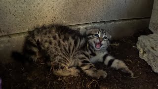 Feral scared kitten attacks me but then someting amazing happens [upl. by Nautna]