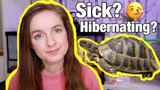 Is My Tortoise Sick Hibernation vs Brumation [upl. by Toney]