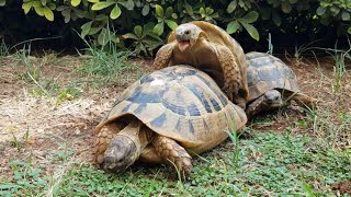 Kaplumbağalar Çiftleşiyor  Turtle Mating [upl. by Tuinenga]