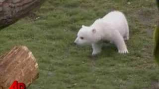 Polar Bear Knuts Keeper Found Dead [upl. by Salakcin684]