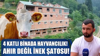 Ahır Değil İnek Şatosu 4 Katlı Binada Hayvancılık Yapıyor  Abi Nerdesin [upl. by Ekrub]