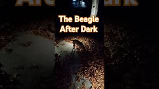 The Beagle After Dark funny animallover beagle puppy flutterpie [upl. by Malka]