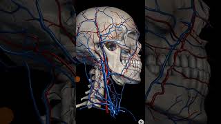 Artery and vein of parotid gland [upl. by Hazlett74]