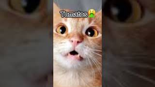 i like tomatos cat funny cute [upl. by Hobart]