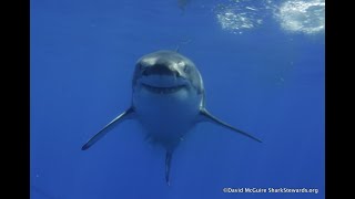 Great White Sharks with Shark Stewards [upl. by Eimmaj345]