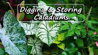 Storing Caladiums in Winter amp Caladiums as Winter Houseplants [upl. by Odrarej65]