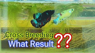 Cross Breeding Black Star amp Neon and Result sengbetta bettabeeeding bettagrowing [upl. by Armelda]