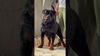 Robust Rottweiler ice cube rottweiler rotts food pets rottweil dog [upl. by Alegnatal]