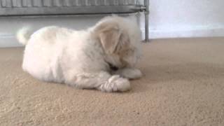 Coton De Tulear puppy learning about barking [upl. by Elagibba]