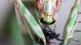 Viral Video UK Devils flower mantis eats fly [upl. by Kellda]