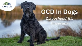 Osteochondritis Dissecans OCD In Dogs [upl. by Alguire]