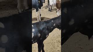 MIRA ROAD BAKRA MANDI 2024  shorts youtube explorepage [upl. by Rahsab65]