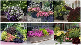 6 Container Combinations to Love 😍💚🥰  Garden Answer [upl. by Walliw]