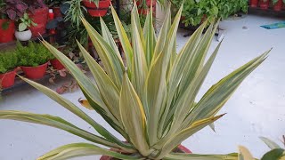 Oldest Plant in My Garden  Furcraea  How to Grow and Care Furcraea Plant  Fun Gardening [upl. by Aramaj]