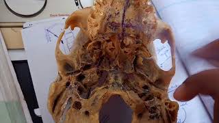 CONTENTS of pterygopalatine fossa PTERYGOPALATINE GANGLION simple explanation part 3 [upl. by Nnazus]