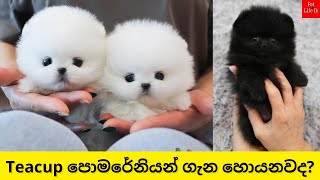 Teacup Pomeranian  මිල අධිකම චුටි සයිස් පොමරේනියන්  Teacup Pomeranian Sinhala  Pet life lk [upl. by Eitsym]