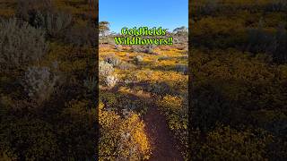 Goldfields Wildflowers findinggspots wildflowers [upl. by Yila900]