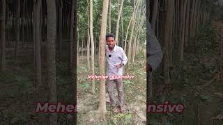 mahogany tree farming 🌲  african mahogany plant farming in India 💸 [upl. by Maris686]