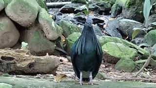 20240420  台北市立動物園  綠蓑鴿Caloenas nicobarica 面對面 [upl. by Ronen]