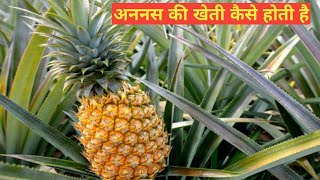 अननस की खेती Ananas ki kheti [upl. by Nylime708]