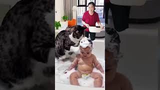 Cat pet behavior is very cute and unique part 11 cat cates funny catts cute animals viral [upl. by Mroz559]