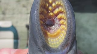 Creepy creature found in Rocky River more common than you think [upl. by Orgell663]