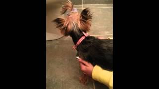 Yorkie reverse sneezing What is this [upl. by Nihs]