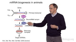 David Bartel Whitehead InstituteMITHHMI Part 1 MicroRNAs Introduction to MicroRNAs [upl. by Hnil342]