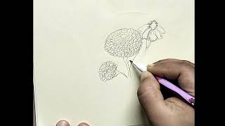 How to draw Gadah ful গাঁদা ফুল অঙ্কন [upl. by Aphra]