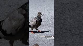 Rare footage of a Dodo Bird [upl. by Kelly]