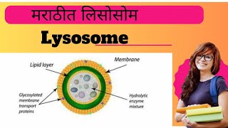 Lysosome Explained l Biology l [upl. by Bautista944]