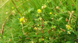 Pure Nature Magic Lesser Trefoil in 4K Glory Clattinger Farm Wiltshire [upl. by Ricardo]