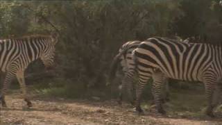 Zebra Breeders in Utah  Americas Heartland [upl. by Kowatch]