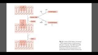 DNA ligase mechanism [upl. by Sardella]