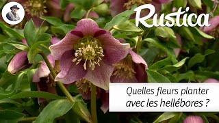 Quelles fleurs planter avec des hellébores [upl. by Airitac753]