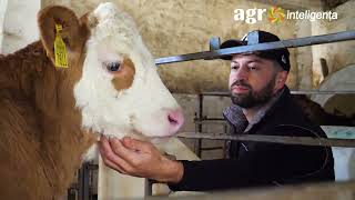 Ferma cu vaci Simmental făbricuță de lactate și producție de biogaz [upl. by Arrimat]