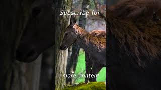 Quickly write your favorite animal in the commentsANIMALS in the Nature 4K Ultra HD  shorts fyp [upl. by Ainahs]