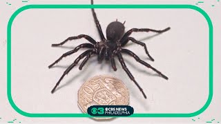 Australian reptile park gets new funnelweb spider [upl. by Edialeda]