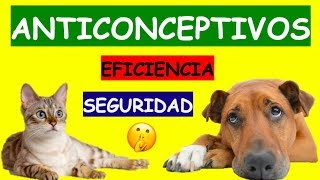 COMO EVITAR QUE MI MASCOTA QUEDE PREÑADA ANTICONCEPTIVOS [upl. by Delle336]