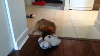 12 Pomeranian 12 Shih Tzu Mix  Cute Puppy Playing With New Toy [upl. by Kulseth]