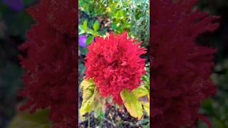 Amaranthus amaranthus flowers flower red [upl. by Yrrac]