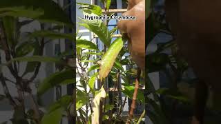 Hygrophila Corymbosa emersed aquraium plants aquascape subscribe [upl. by Tilney]