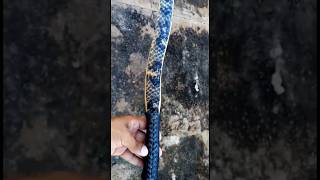 Primitive Snakewood Bow with Fish Skin backing by dharqueria [upl. by Knobloch497]