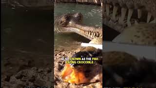 Gharial Crocodile… AKA River Monster [upl. by Ahsilaf]