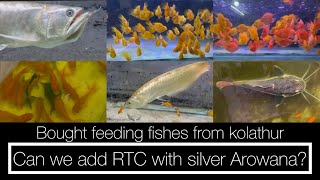 Kolathur feeding fishes purchase vlog  silver arowana tank mates  feeding monster fishes  tamil [upl. by Yasmar849]